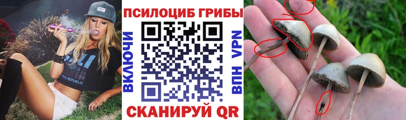 купить наркотики сайты  Костомукша  Галлюциногенные грибы Psilocybe 